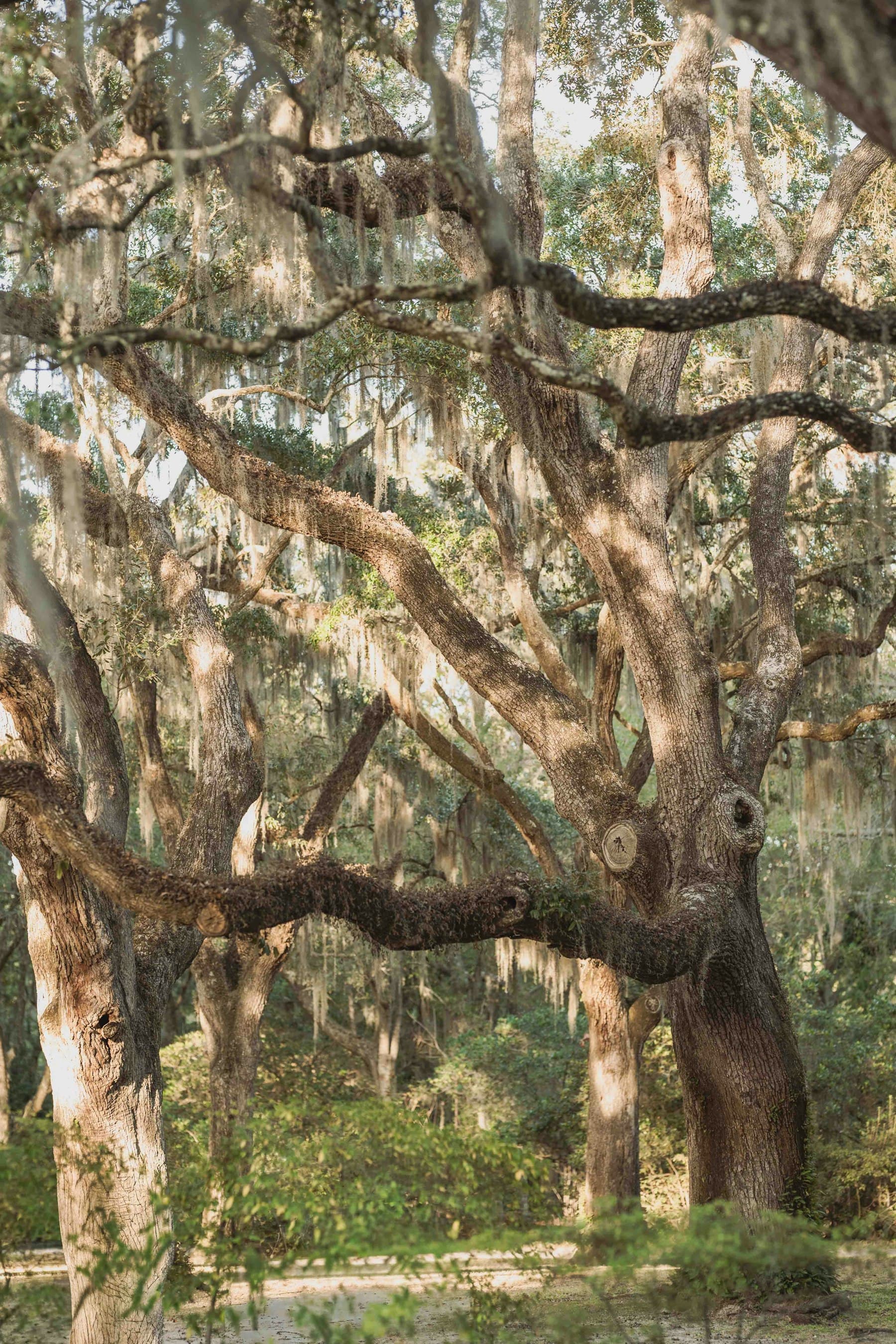 Ancient live oaks draped in Spanish moss, characteristic of the South Carolina Lowcountry